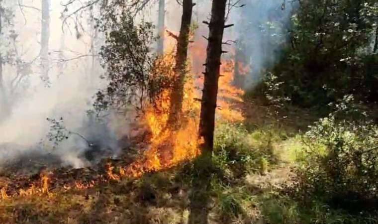 İstanbul Sancaktepe’de orman yangını